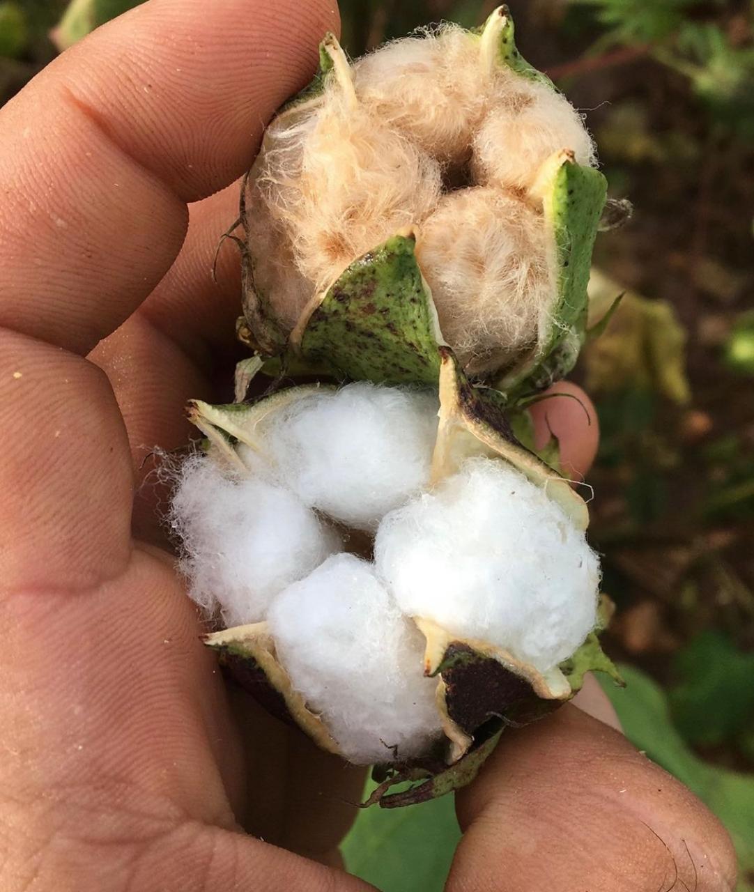 Algodão colorido produzido no interior de SP é matéria-prima para moda mundial